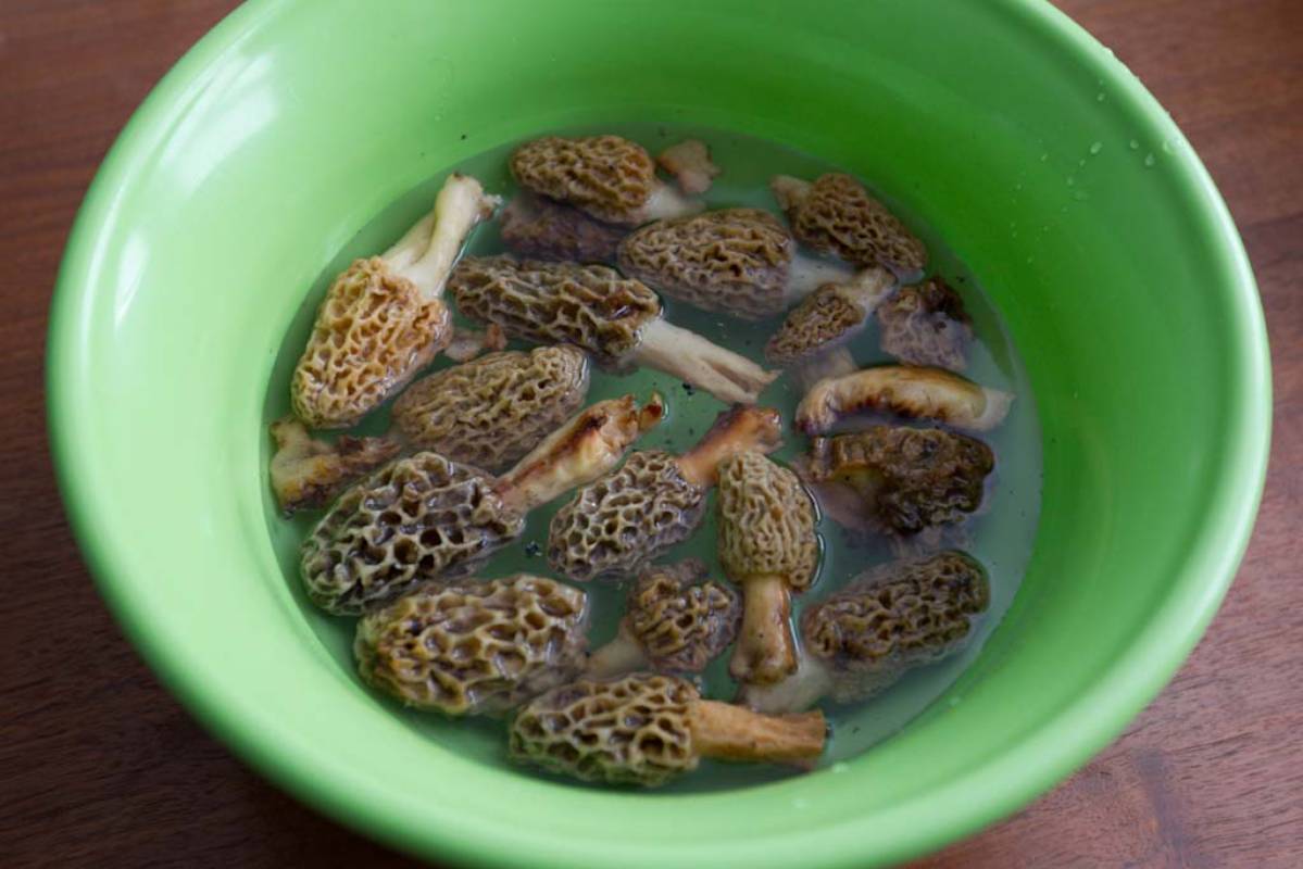 Soak Morels In Salt Water